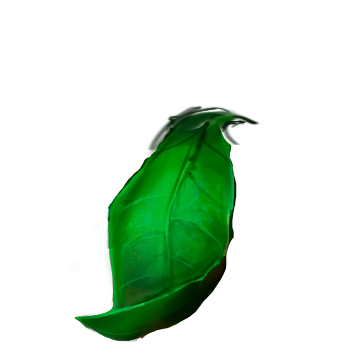 Beautiful green leaves moving with a windy effect